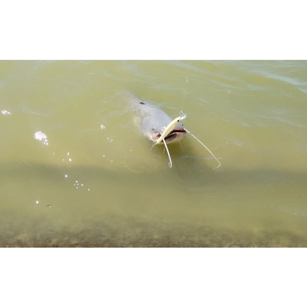 Bull Tackle süllyedő wobbler 10 cm - Image 6
